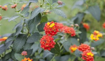 Lantana Camara Stamm