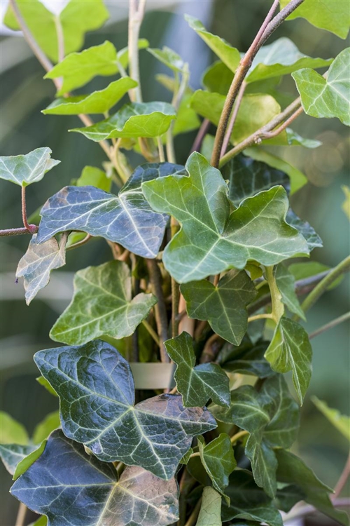 Hedera helix sagittaefolia фото