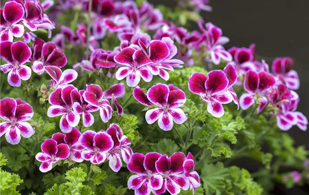 Pelargonium grandiflorum