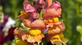 Antirrhinum majus