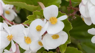 Begonia Baby Wing™