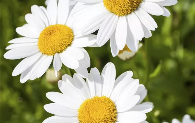 Argyranthemum frutescens