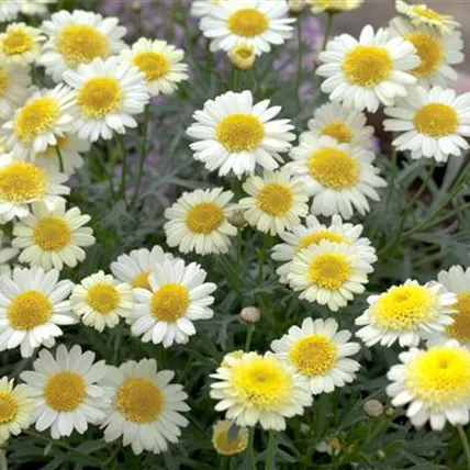 Argyranthemum frutescens