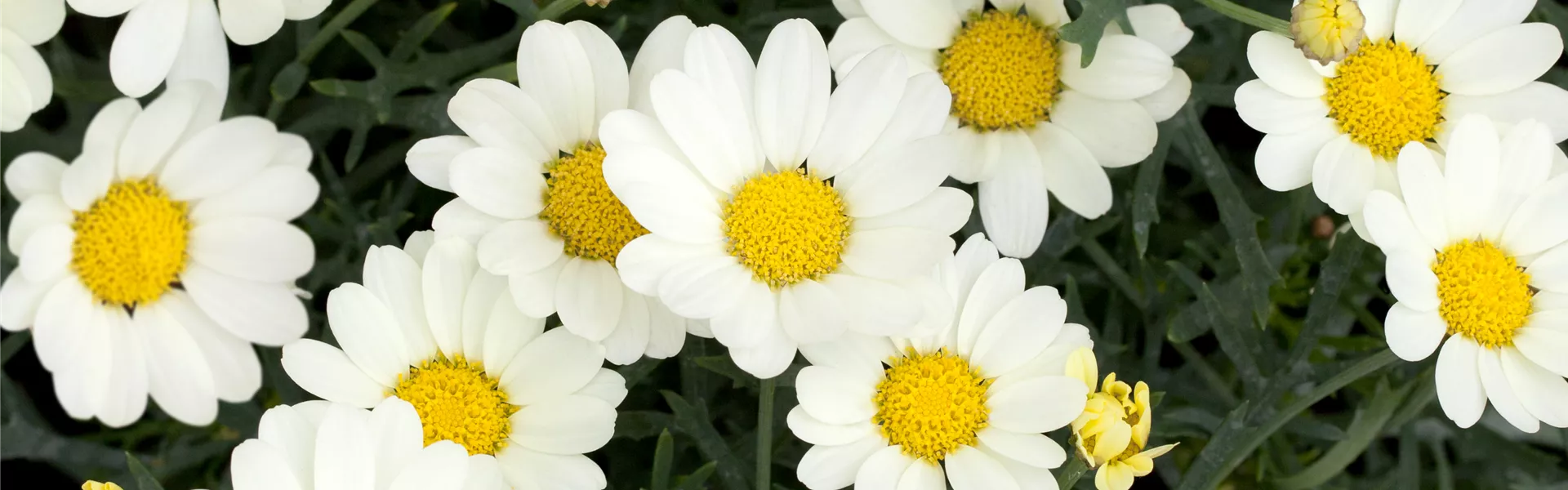 GS429950.jpg GS429950.jpg