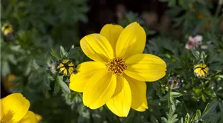 Bidens ferulifolia