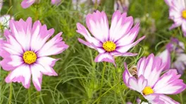 Cosmos bipinnatus