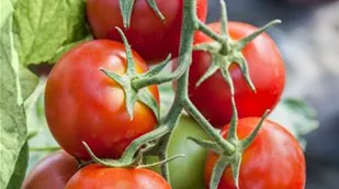 Solanum lycopersicum