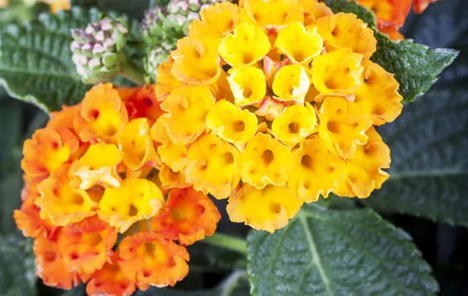 Lantana camara, orange