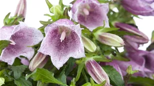 Campanula