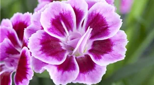 Dianthus