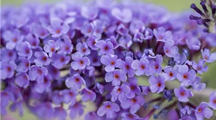 Buddleja davidii