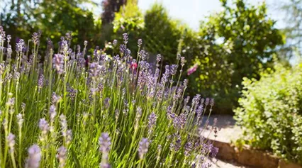 Lavandula angustifolia