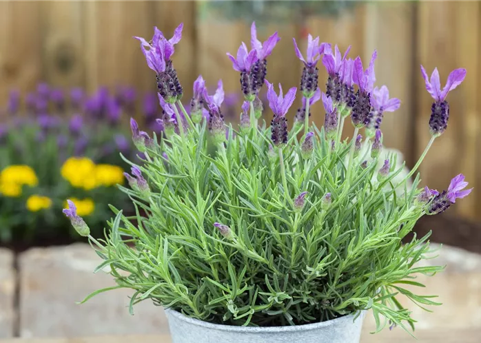 Lavandula stoechas