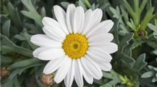 Leucanthemum