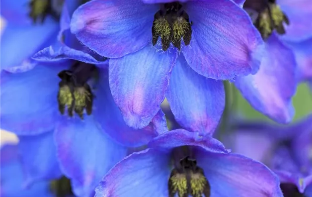 Delphinium Delphinium