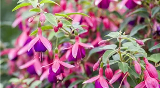 Fuchsia