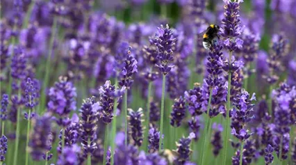 Lavandula angustifolia 'Hidcote Blue'