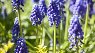 Muscari