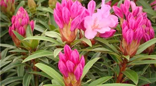 Rhododendron Graziella Blüte (15).JPG