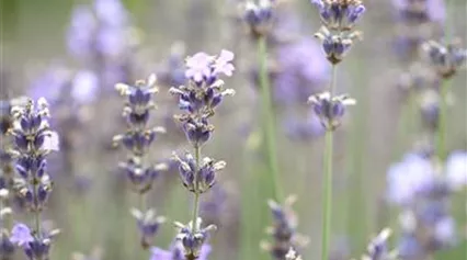 Lavandula angustifolia 'Munstead'