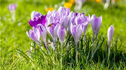 Crocus vernus