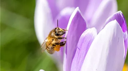 Biene an Krokus