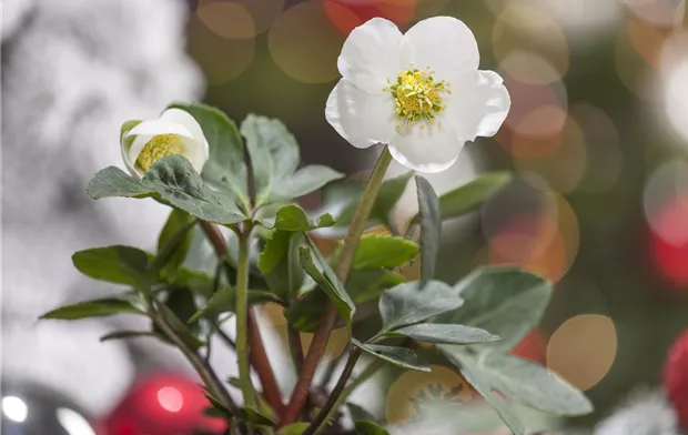 Helleborus niger