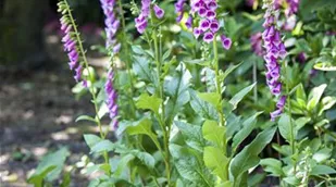 Digitalis