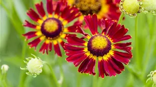 Helenium