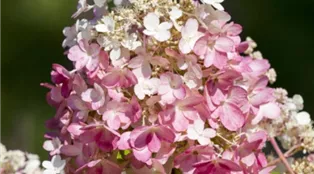 Hydrangea Angels Blush_550x550px.png