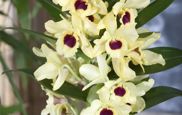 Dendrobium nobile 'Songbird'