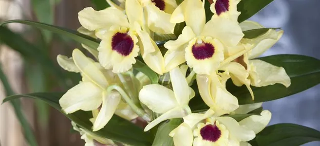 Dendrobium nobile 'Songbird'