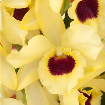 Dendrobium