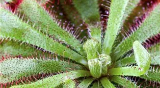 Drosera