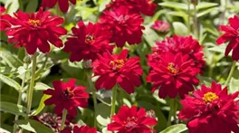 Zinnia