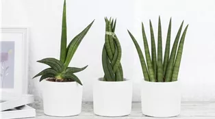 Sansevieria