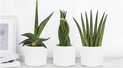 Sansevieria