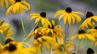 Echinacea paradoxa