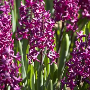 Hyacinthus orientalis, rot