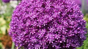 Allium Ambassador 7U9A5502##.jpg