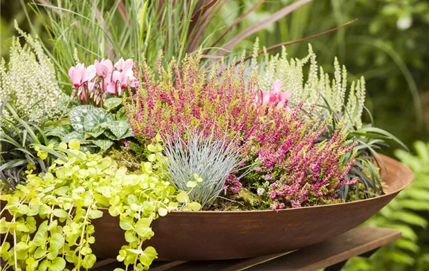 Calluna vulgaris Calluna vulgaris