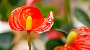 Anthurium x andreanum, Mini