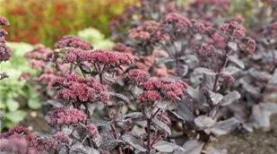 Sedum