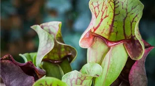 Sarracenia