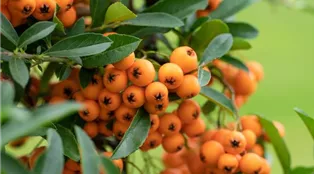 Pyracantha coccinea