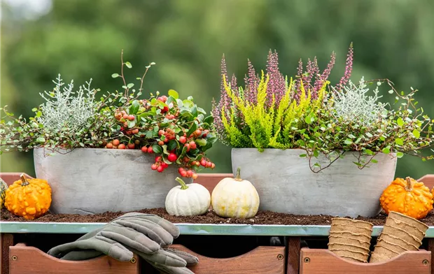 Pflanzgefäße im Herbst - Ambiente