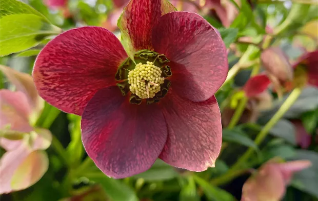 4051451233796_Christrose rot_14,99€.png 4051451233796_Christrose rot_14,99€.png