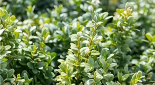 Buxus sempervirens 'Blauer Heinz'