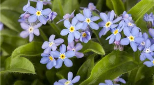 Myosotis sylvatica