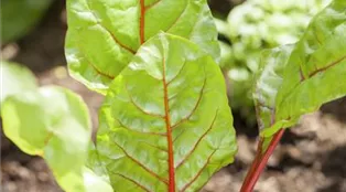 Beta vulgaris var. cicla